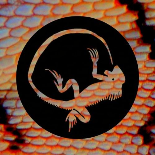 Foto de Da Iguana