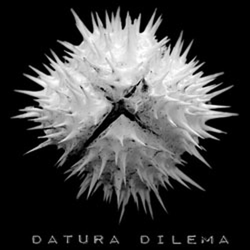 Datura Dilema image