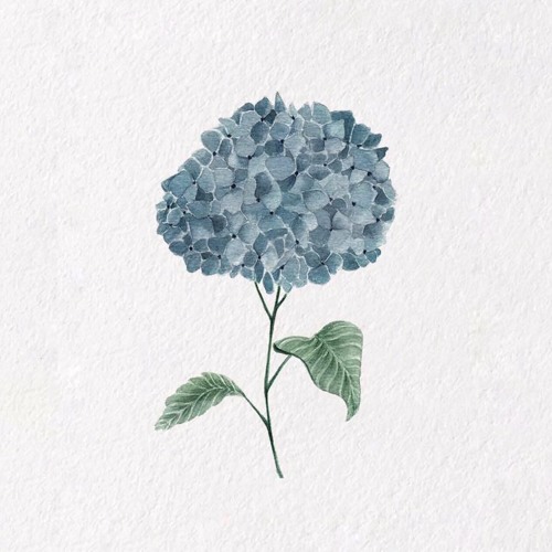 Hydrangea