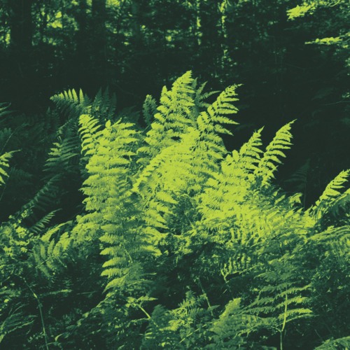 Orpheu The Wizard image