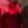 Picture of tokiio