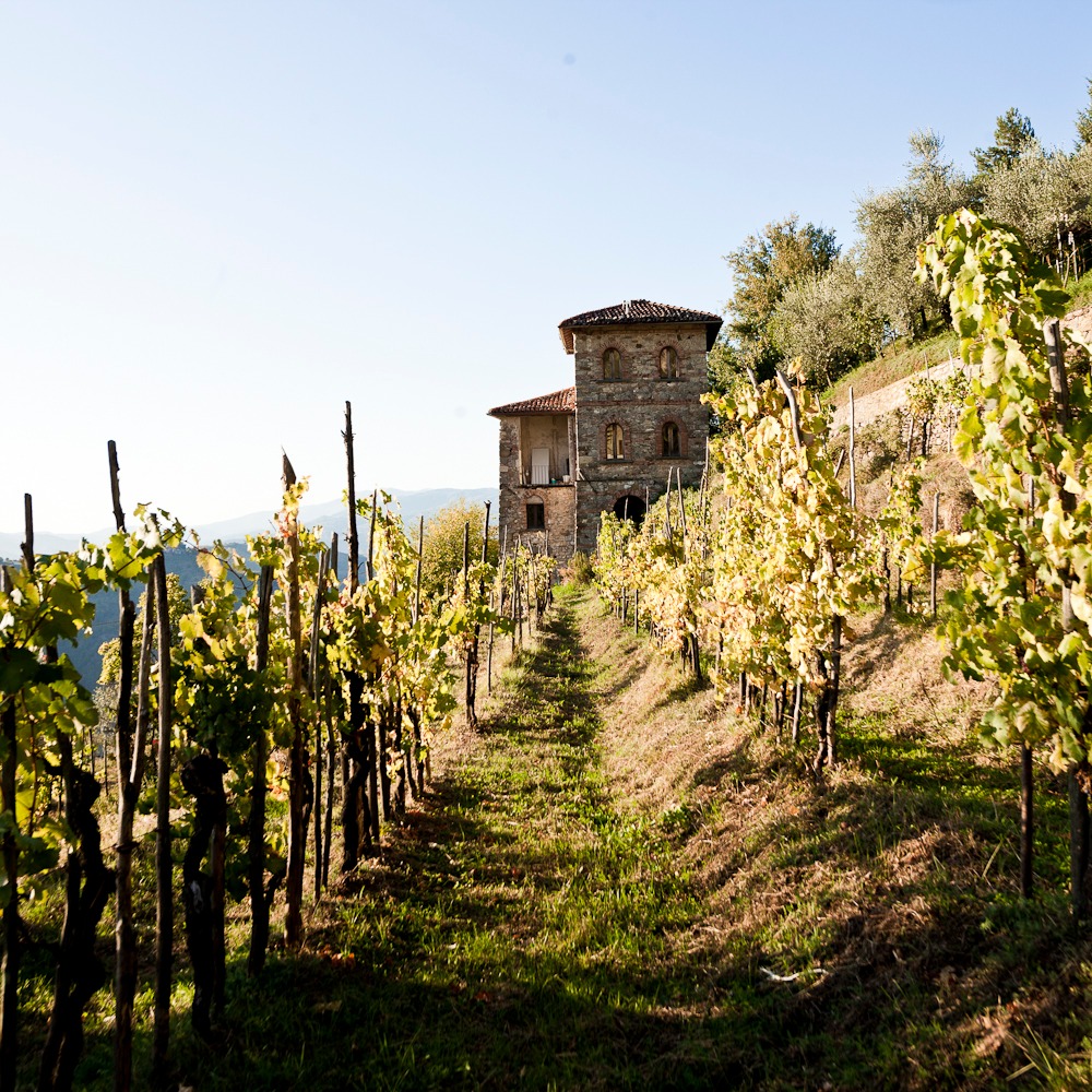 Vineyard landscape with house on the background at Limbo Festival in the Tuscany, Italy