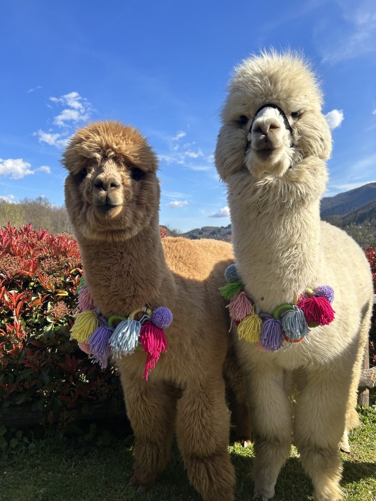 Alpacas with colourful necklaces at Limbo Festival in the Tuscany, Italy