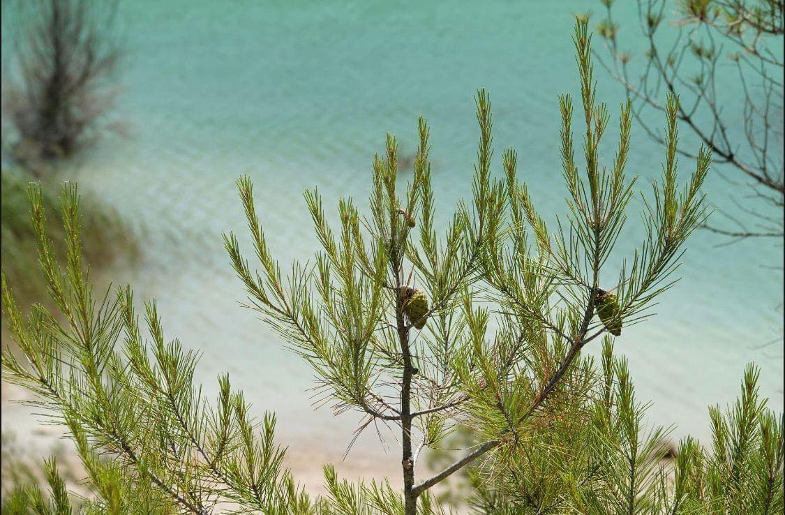 La Guinguette des Amoureux image