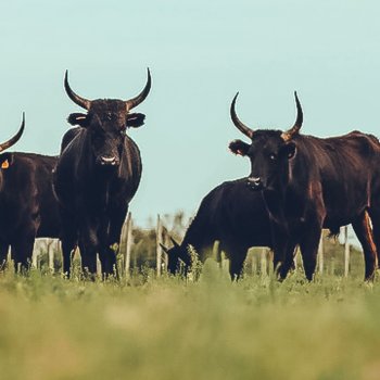 Mas de la Paix - Manade Saint Louis image