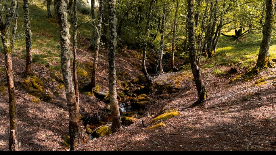 Basilar Festival gallery image