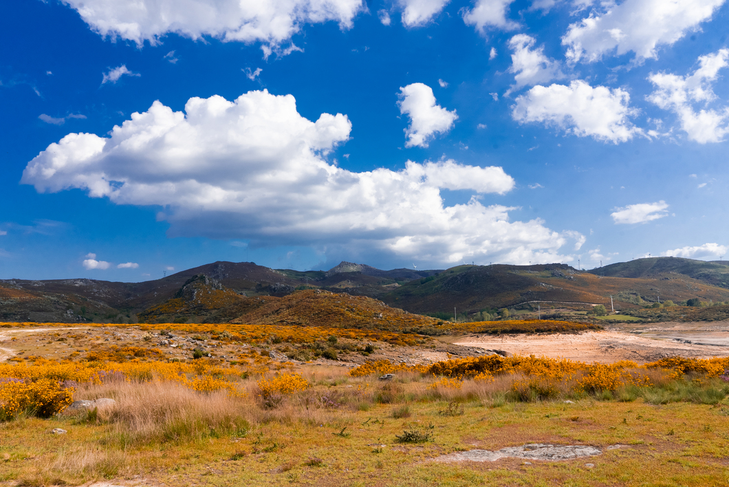 Basilar Festival gallery image