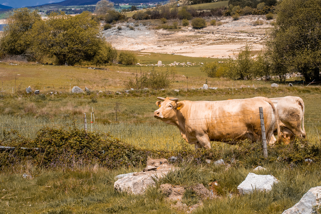 Basilar Festival gallery image