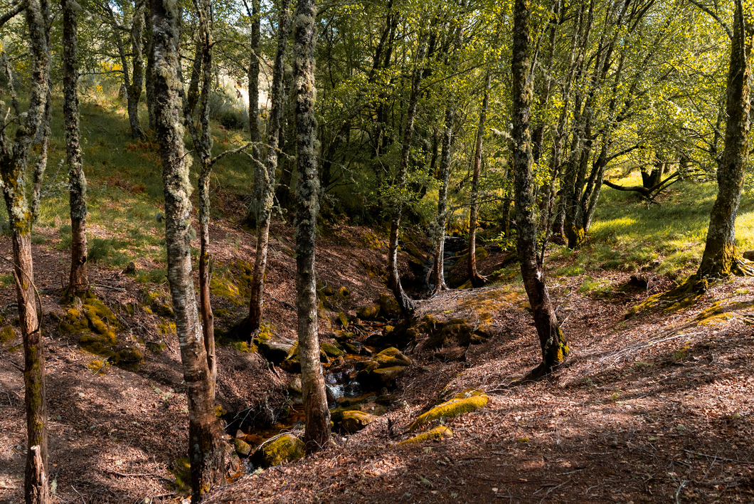 Basilar Festival gallery image