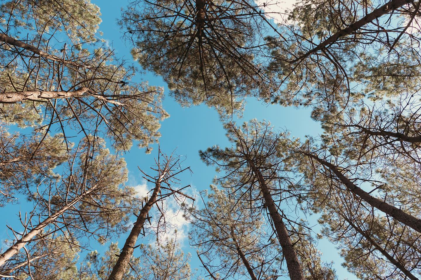 GOAT Community Intimate Festival gallery image