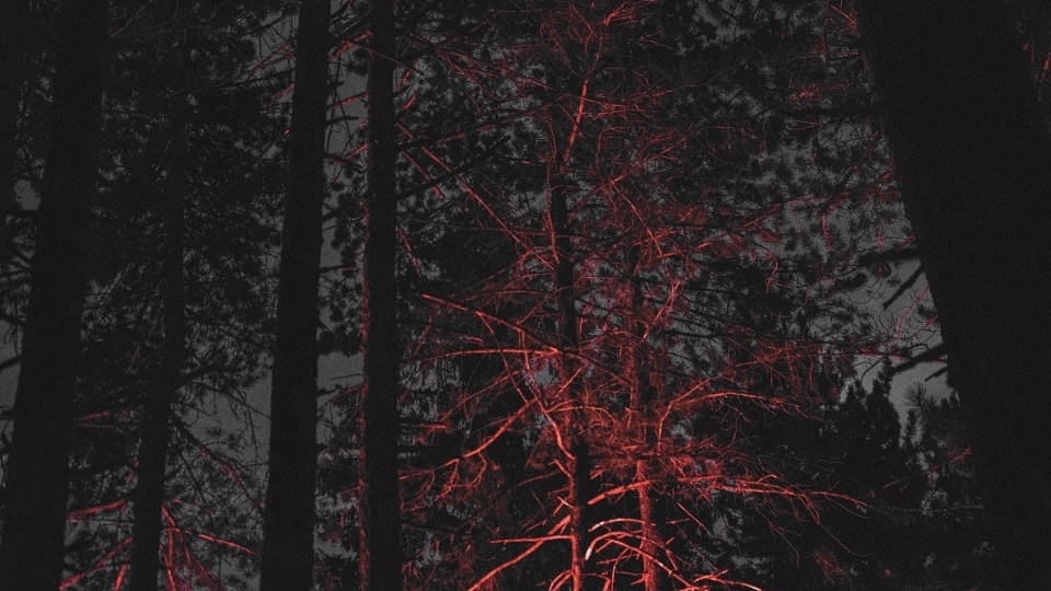 San Lorenzo in da Wood