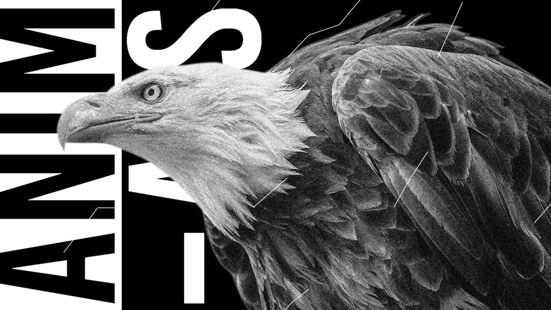 Couverture de l'événement Animals ◊ House to techno Vol.10