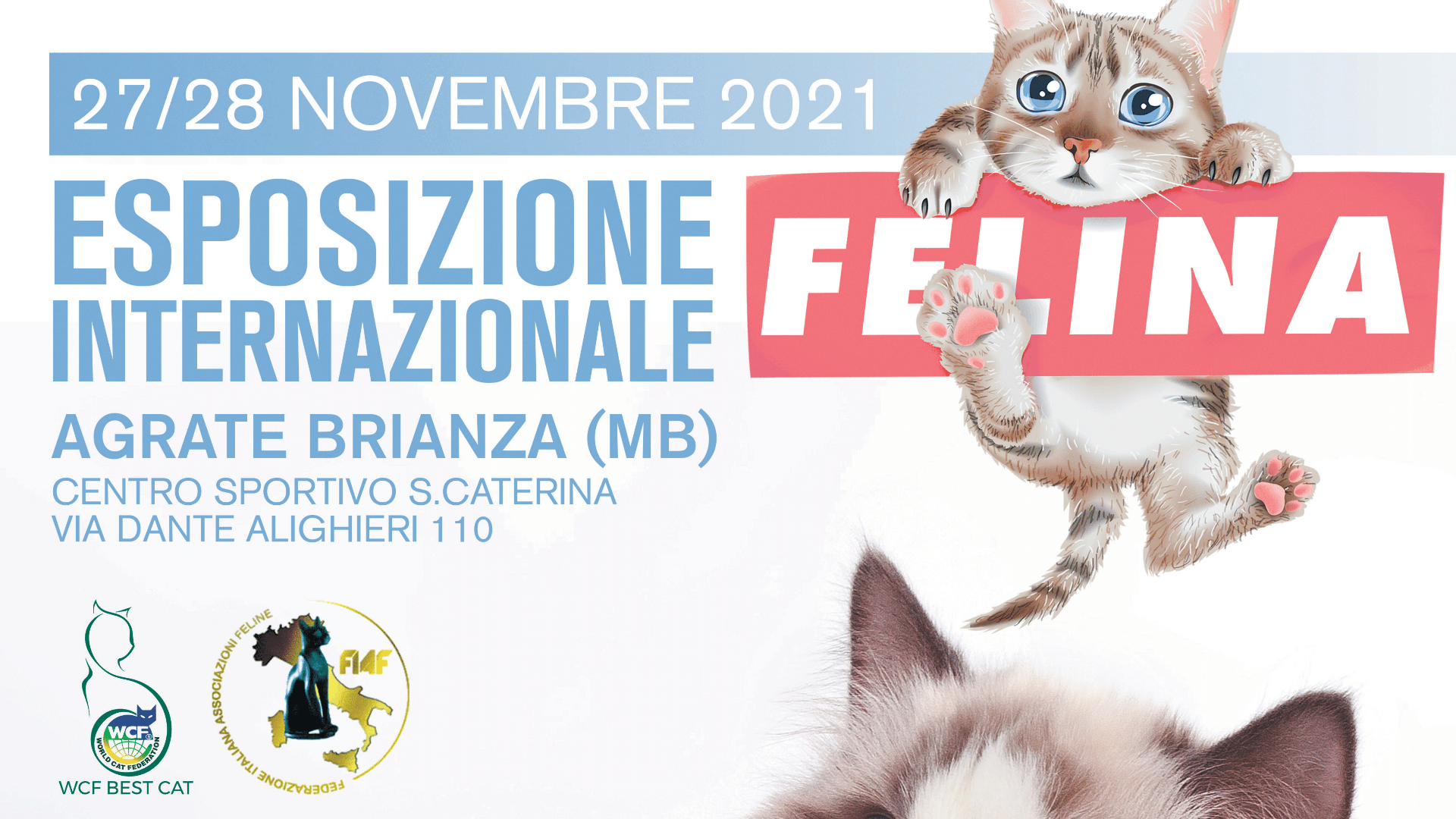 Esposizione Internazionale Felina - Giorno 1 image