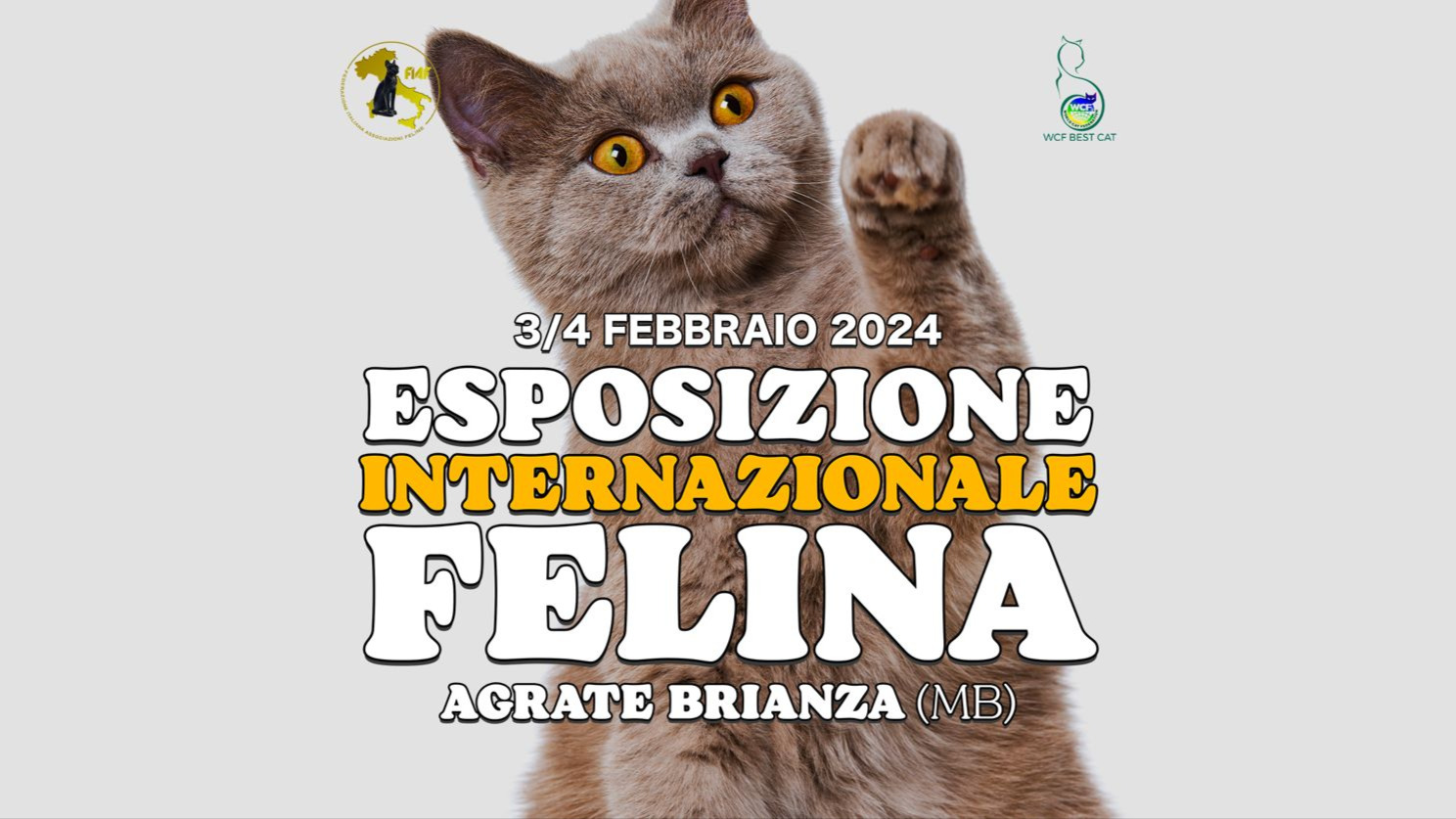 Esposizione Internazionale Felina - Sabato 3 Febbraio image