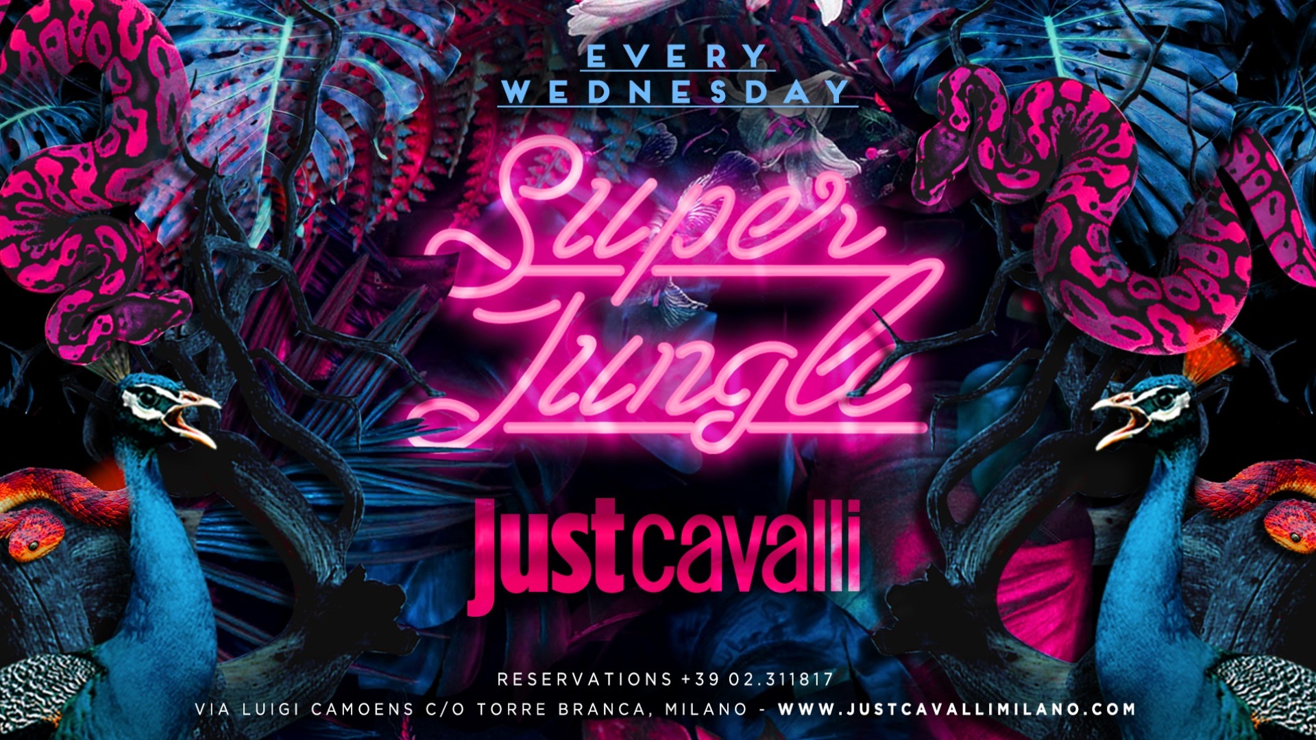 SUPER JUNGLE - WEDNESDAY NIGHT