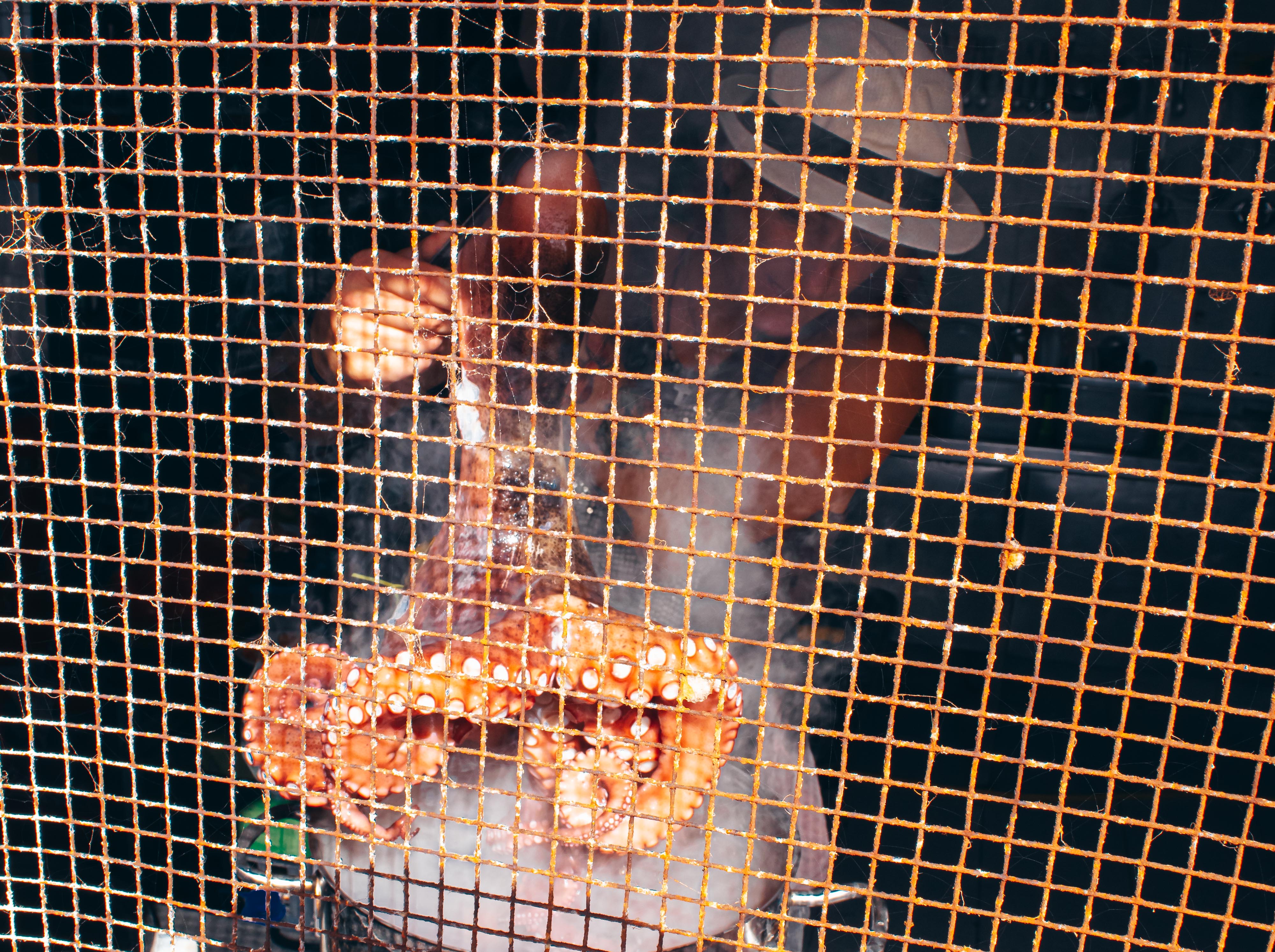 Las bohemias del amor