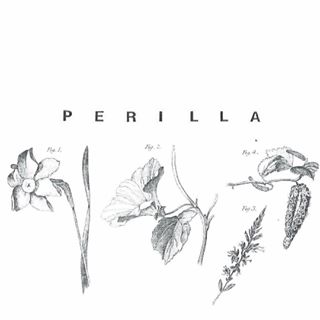 Perilla